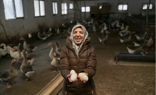 Mersin Büyükşehir’in ‘Kazanç Projesi’ Yumurta Vermeye Başladı