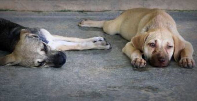Sokak Hayvanları  Düzenlemesine Uymayan Belediyelere Ceza Geliyor